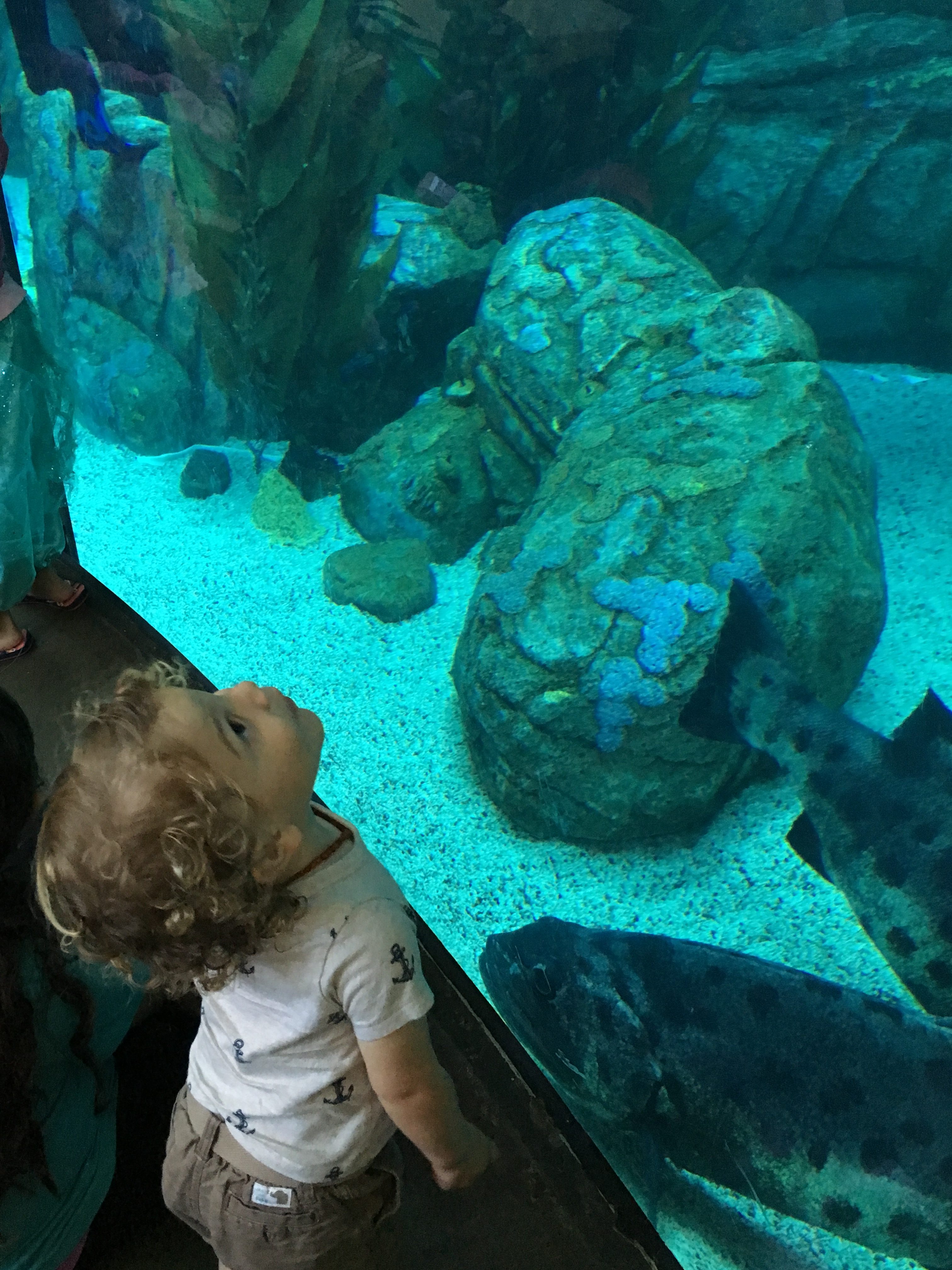 JJ Aquarium 1
