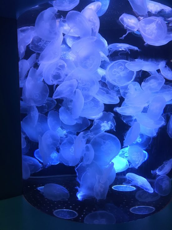 Jellies 3 Aquarium of Pacific