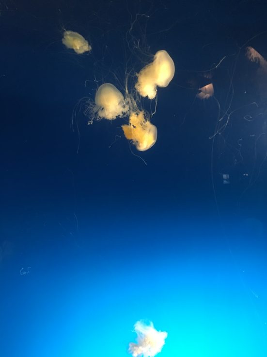 jellies 2 aquarium of pacific