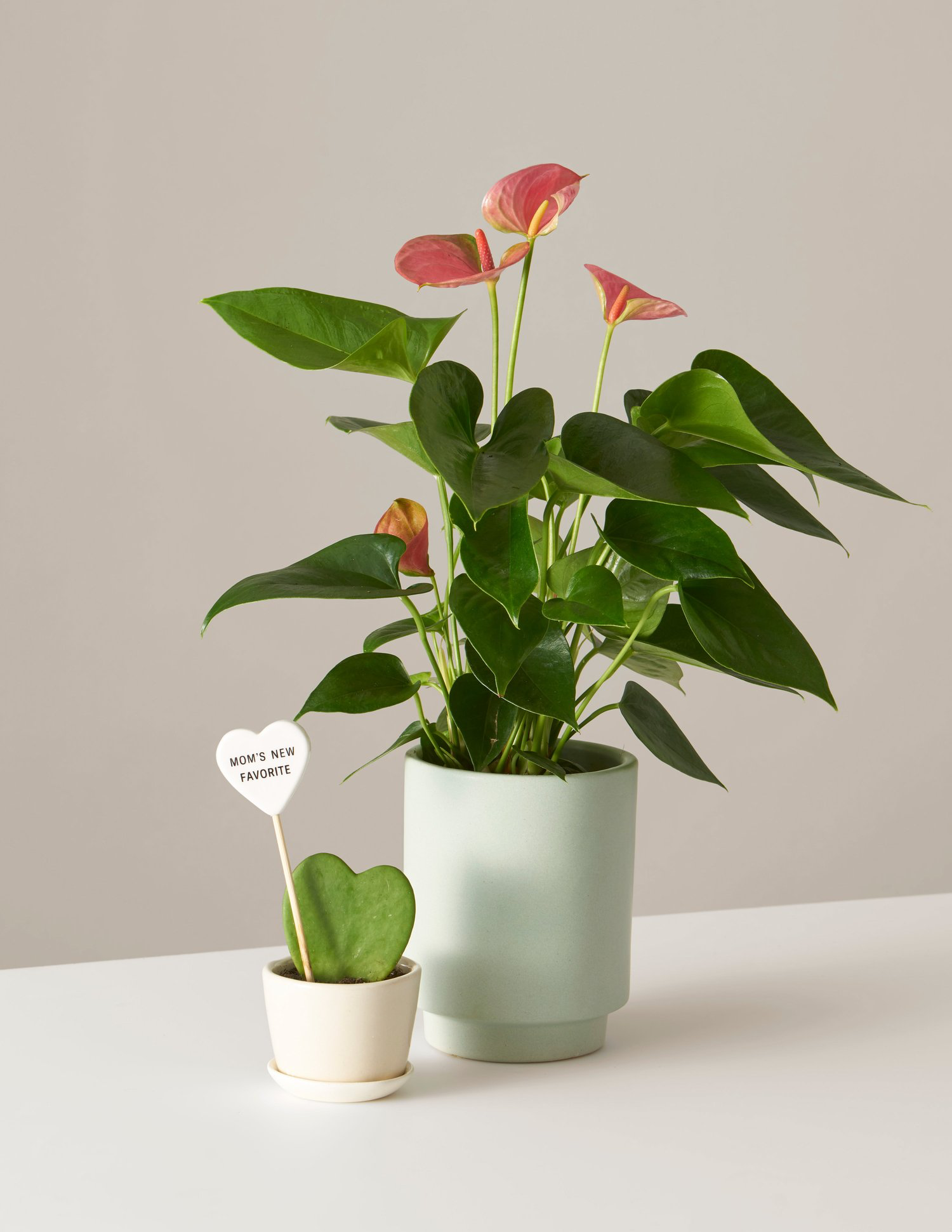 The Sill Mother's Day Duo - mother's day gift guide