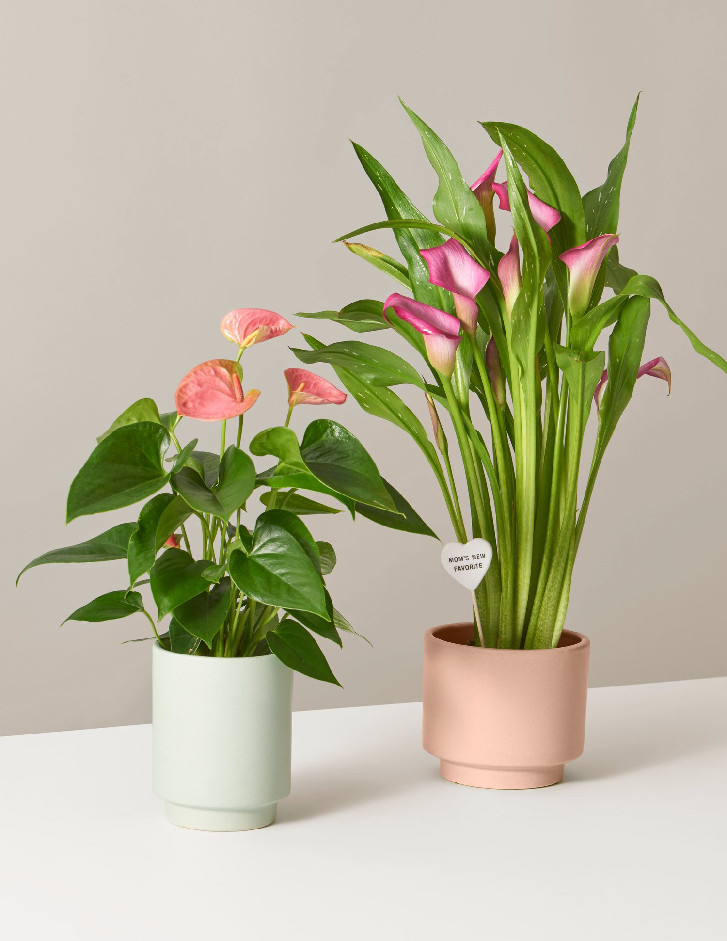 The Sill Mother's Day Duo - mother's day gift guide